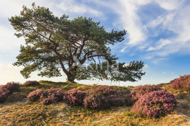 Grove den (Pinus sylvestris)