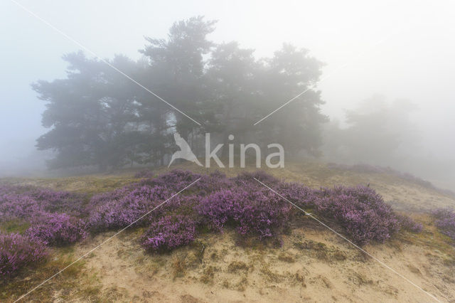 Grove den (Pinus sylvestris)