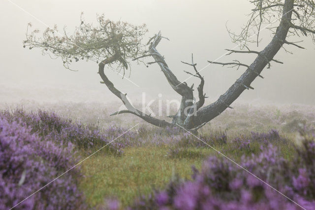 Scots Pine (Pinus sylvestris)