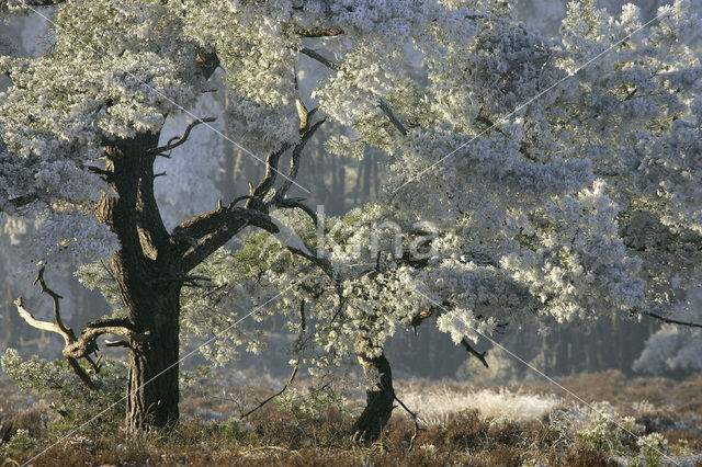 Grove den (Pinus sylvestris)