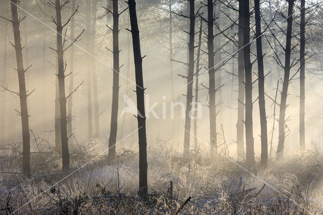 Grove den (Pinus sylvestris)