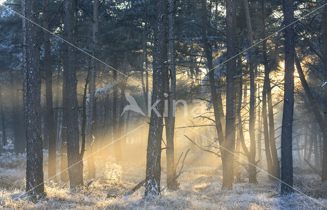 Grove den (Pinus sylvestris)