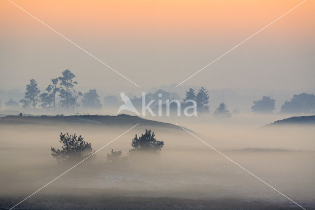 Grove den (Pinus sylvestris)