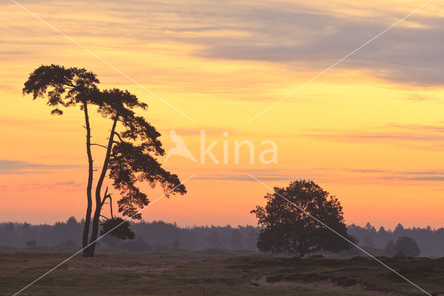 Scots Pine (Pinus sylvestris)