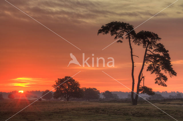 Grove den (Pinus sylvestris)