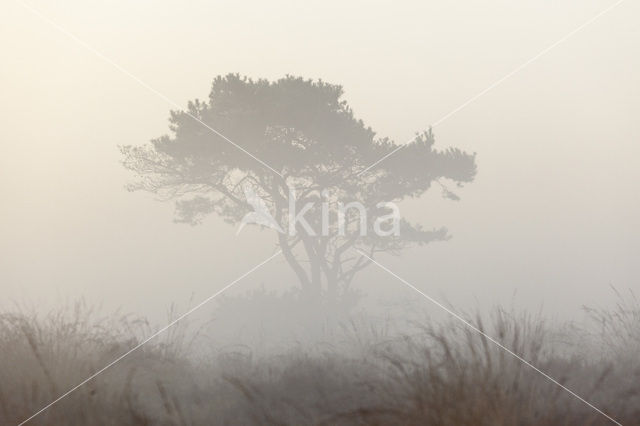 Scots Pine (Pinus sylvestris)