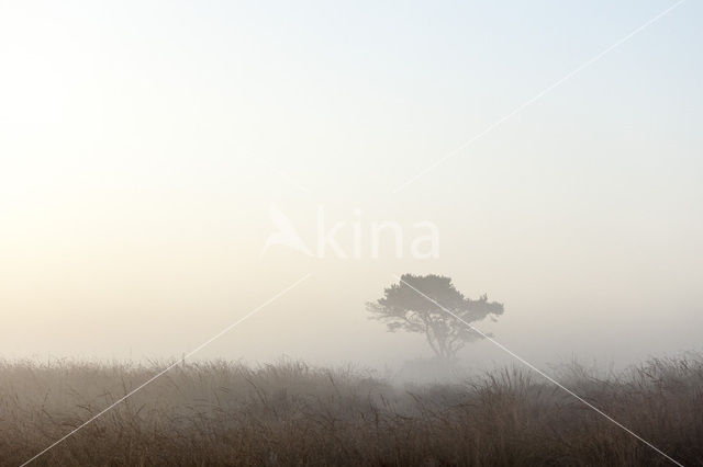Grove den (Pinus sylvestris)
