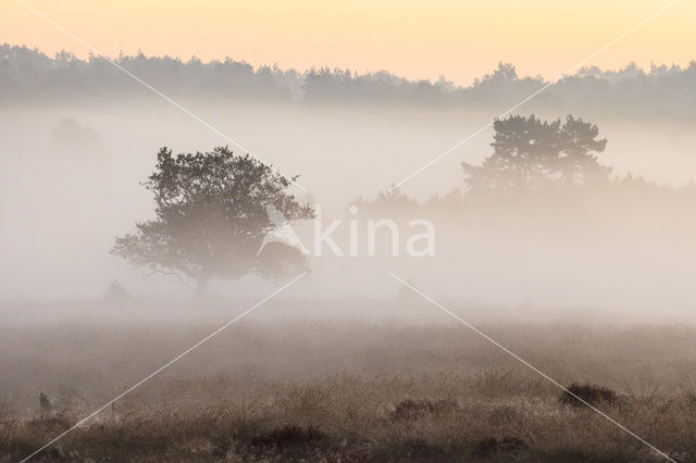 Scots Pine (Pinus sylvestris)