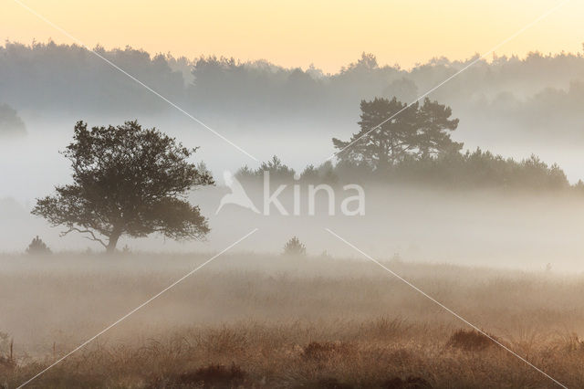 Grove den (Pinus sylvestris)