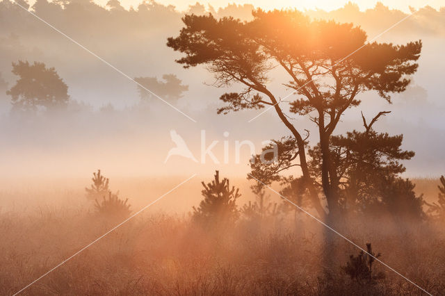 Grove den (Pinus sylvestris)