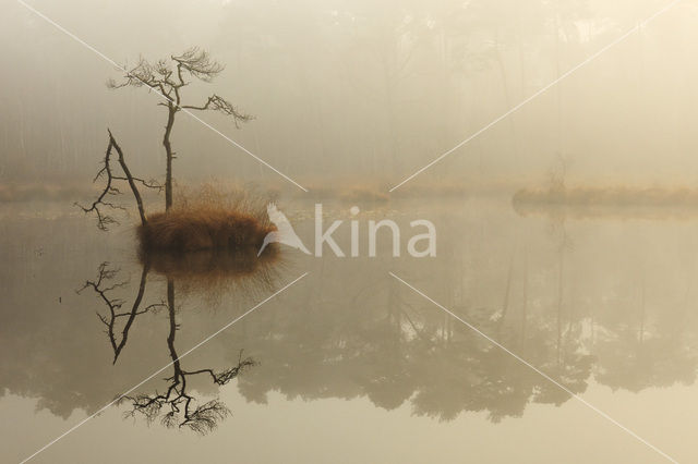 Grove den (Pinus sylvestris)