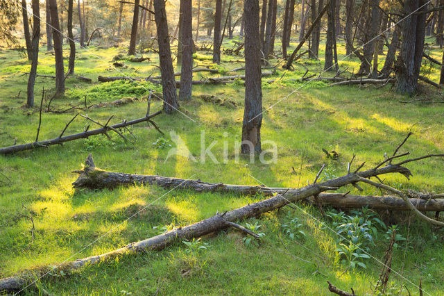 Grove den (Pinus sylvestris)