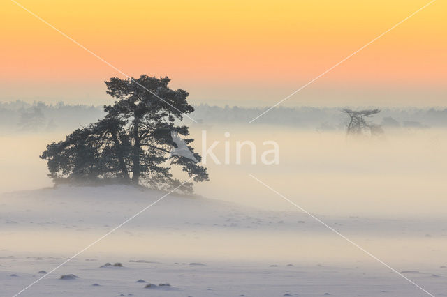 Grove den (Pinus sylvestris)