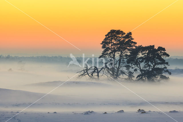 Grove den (Pinus sylvestris)