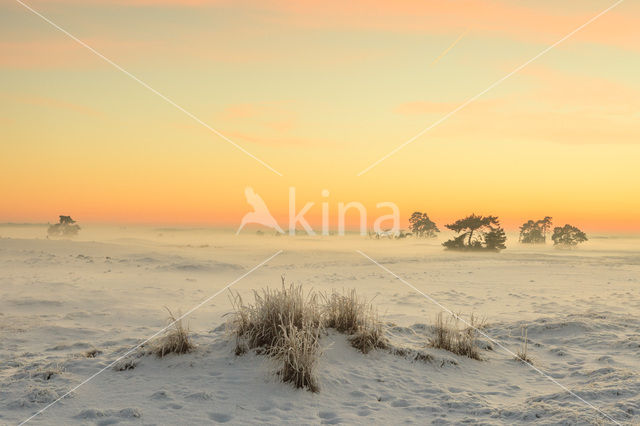 Grove den (Pinus sylvestris)