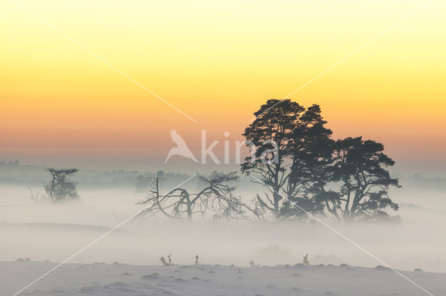 Grove den (Pinus sylvestris)