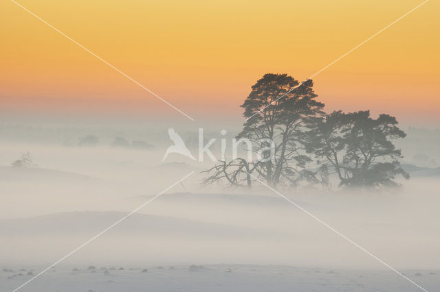 Grove den (Pinus sylvestris)