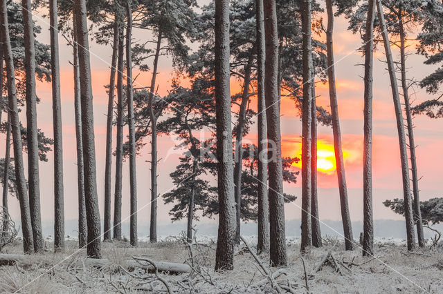 Scots Pine (Pinus sylvestris)