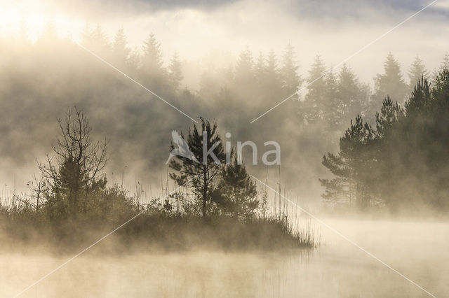 Grove den (Pinus sylvestris)