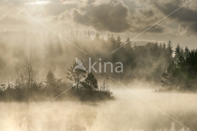 Scots Pine (Pinus sylvestris)