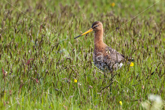 Grutto (Limosa limosa)