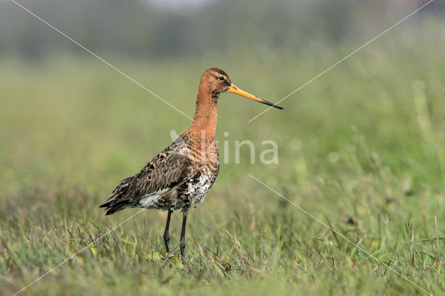 Grutto (Limosa limosa)