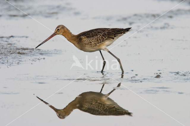 Black-tailed Godwit (Limosa limosa)