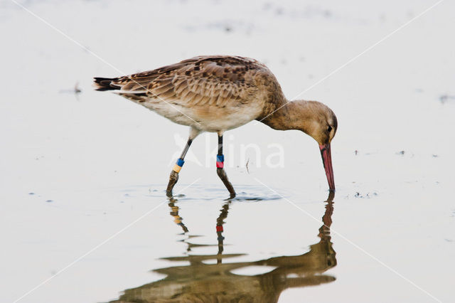 Grutto (Limosa limosa)