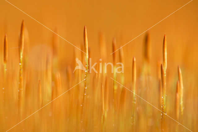 haircap moss (Polytrichum spec.)