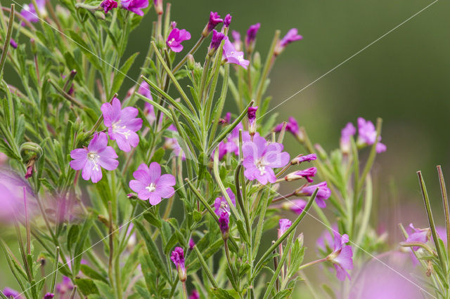 Harig wilgeroosje (Epilobium hirsutum)