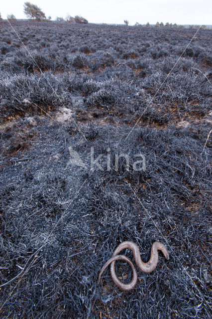 Hazelworm (Anguis fragilis)