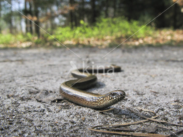 Hazelworm (Anguis fragilis)