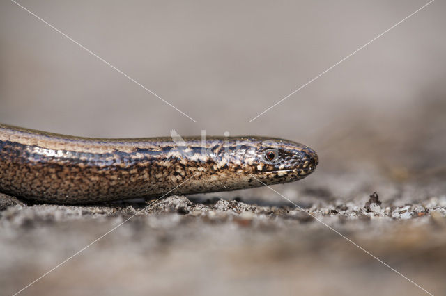 Hazelworm (Anguis fragilis)