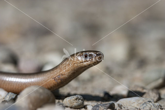 Hazelworm (Anguis fragilis)