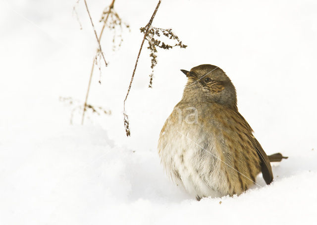 Dunnock