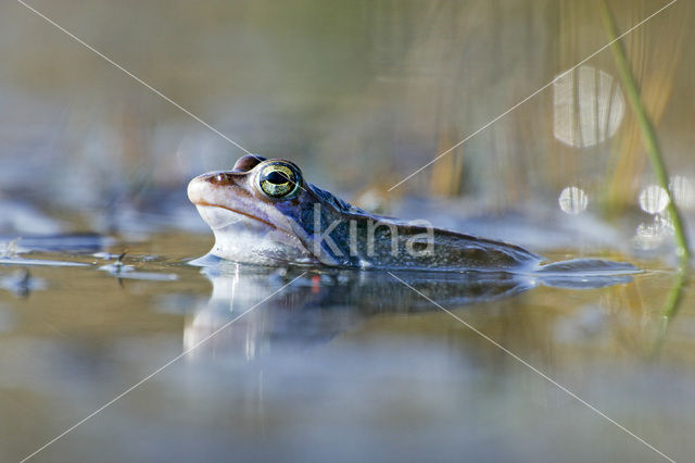 Heikikker (Rana arvalis)
