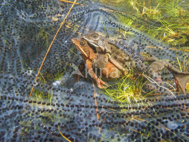 Heikikker (Rana arvalis)