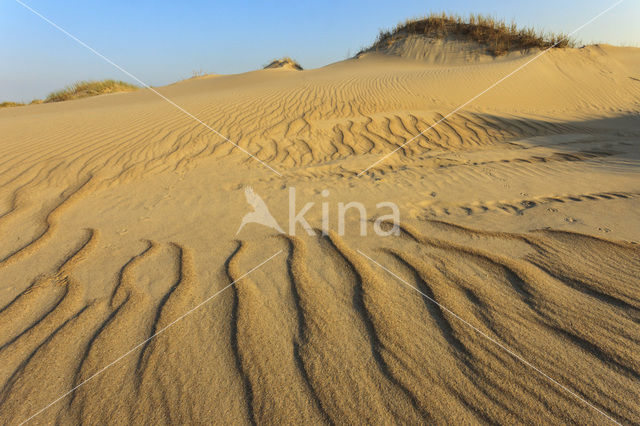 Marram (Ammophila arenaria)