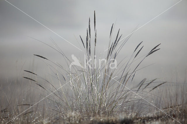 Marram (Ammophila arenaria)