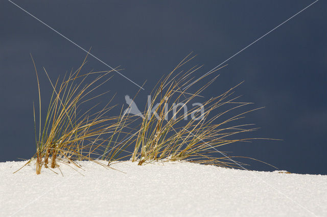 Marram (Ammophila arenaria)