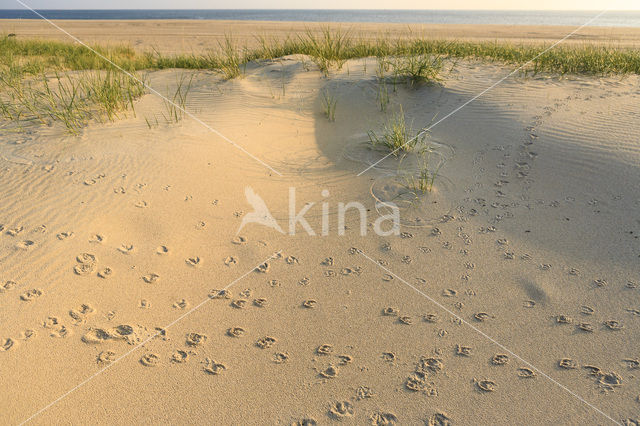 Marram (Ammophila arenaria)