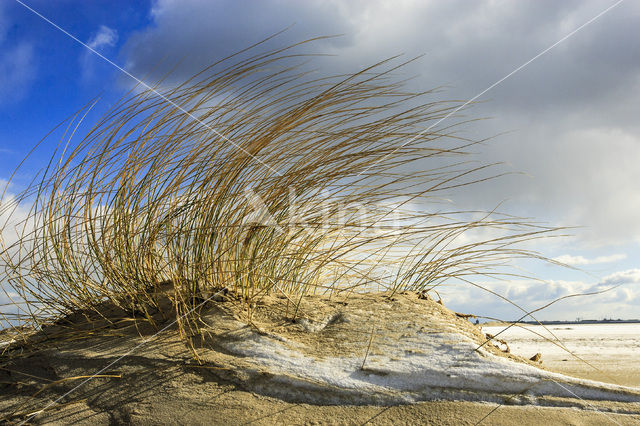 Marram (Ammophila arenaria)