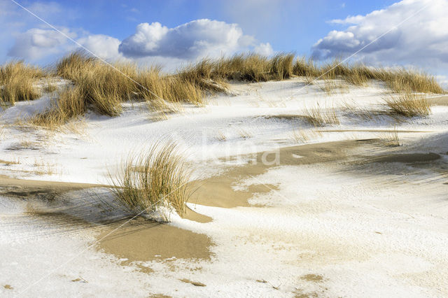 Marram (Ammophila arenaria)