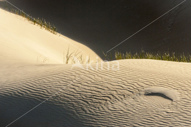 Marram (Ammophila arenaria)