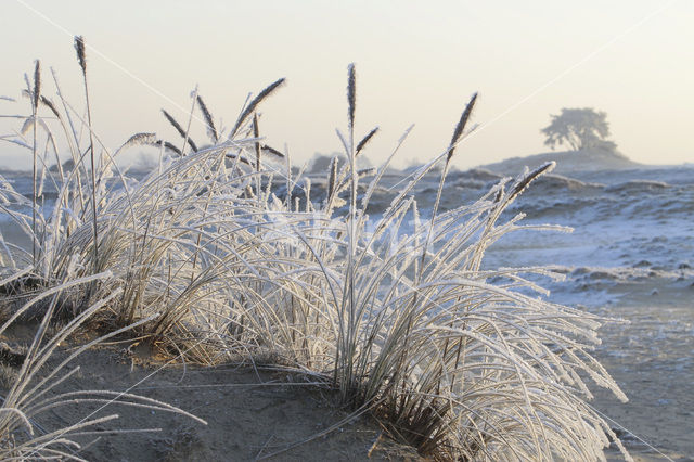 Marram (Ammophila arenaria)