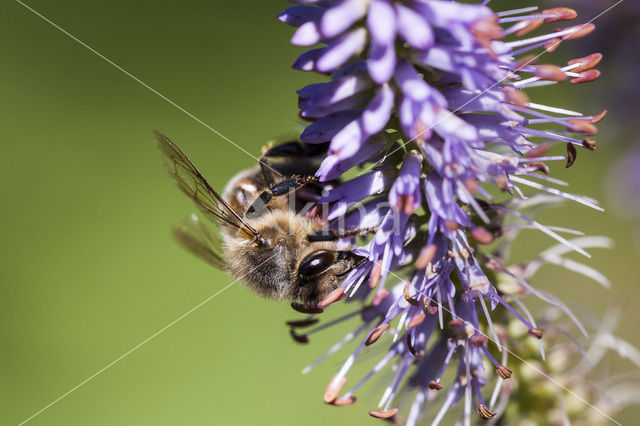Bumblebee