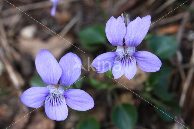 Hondsviooltje (Viola canina)