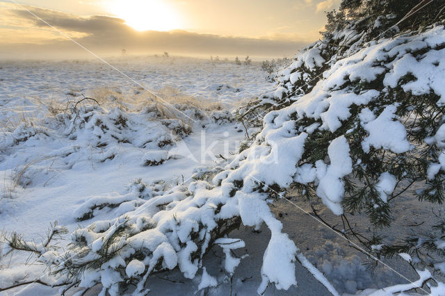 Hoog Buurlose Heide