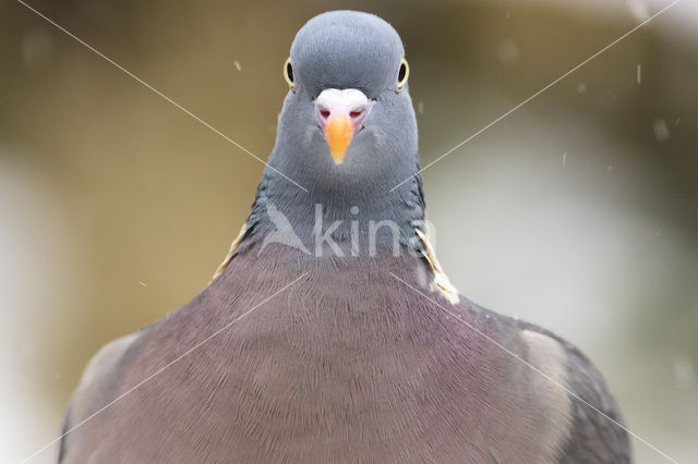 Houtduif (Columba palumbus)