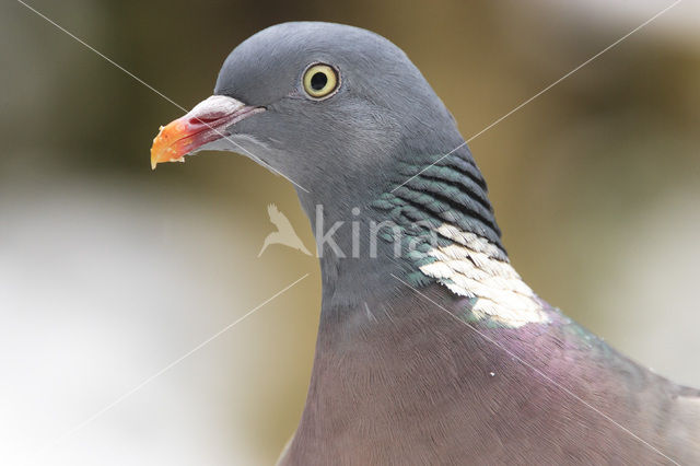 Houtduif (Columba palumbus)